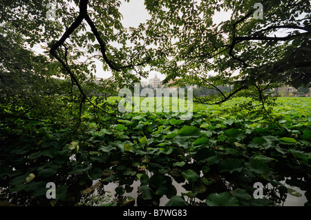 Shinobazu See aka Lotusteich (linke Hand), Heilige Lotus voller Pflanzen (Nelumbo Nucifera). Ueno-Park. Tokyo. Japan Stockfoto