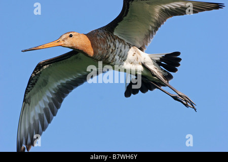 Uferschnepfe (Limosa Limosa), fliegen, Niederlande, Texel Stockfoto