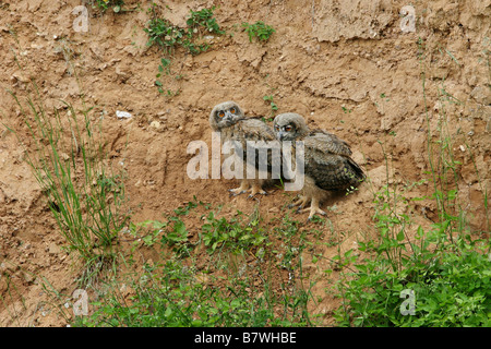 nördlichen Uhu (Bubo Bubo), zwei junge an einem Hang, Deutschland, Rheinland-Pfalz Stockfoto