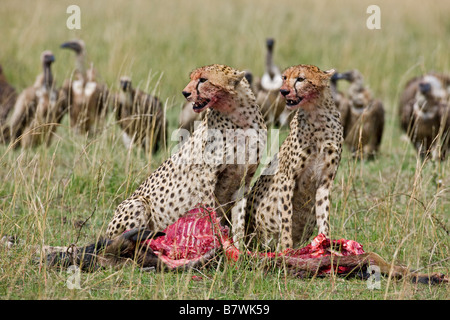 Kenia, Masai Mara, Narok Bezirk. Zwei Geparden fest auf einen jungen Gnus während Geier ihrerseits für die Reste warten Stockfoto