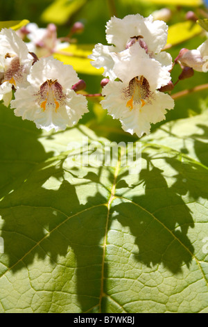 Nahaufnahme der Blumen und Blätter von Catalpa bignonioides (indischer Bohnenbaum, Südkatalpa, Catawba) Stockfoto