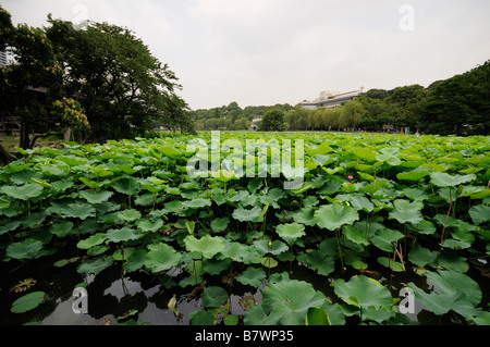 Shinobazu See aka Lotusteich (linke Hand), Heilige Lotus voller Pflanzen (Nelumbo Nucifera). Ueno-Park. Tokyo. Japan Stockfoto