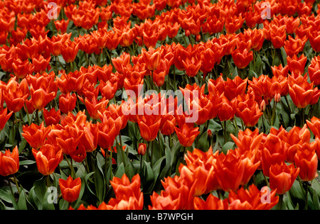 Tulpen Feld, Skagit Valley, Mount Vernon, Washington state Stockfoto