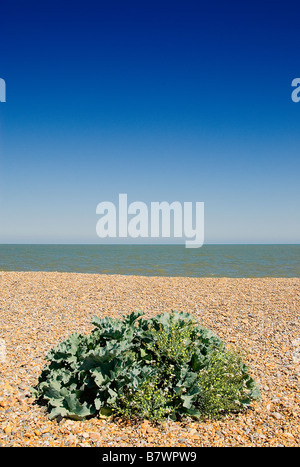 Seekohl am Kiesstrand in Aldeburgh, Suffolk, England, mit Meer und blauer Himmel im Hintergrund, sonnigen Tag Stockfoto