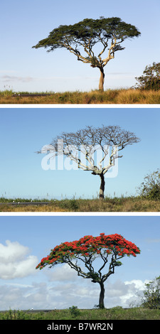 Reihenfolge der Royal Poinciana Baum Stockfoto