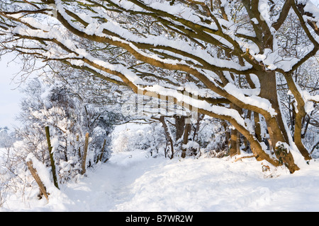 Bäume und Fußweg unter Schnee. Send, Surrey, UK. Stockfoto