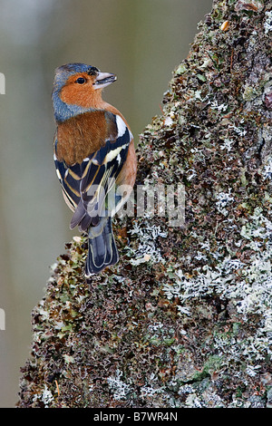 Buchfink, Fringilla coelebs Stockfoto