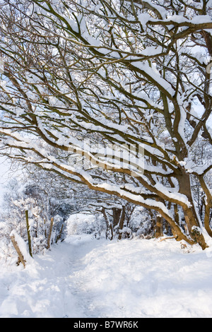 Bäume und Fußweg unter Schnee. Send, Surrey, UK. Stockfoto