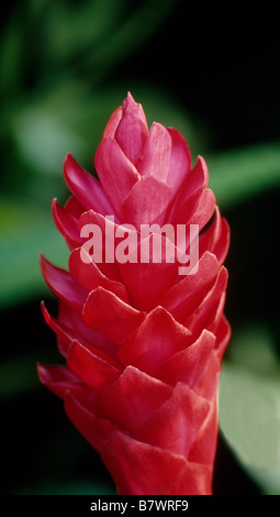Fackel-Ingwer Stockfoto