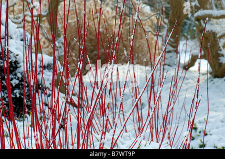 Schneebedeckte Cornus Alba Sibirica in einem Wintergarten Stockfoto