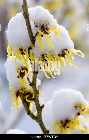 Schließen Sie oben von Schnee bedeckt Hamamelis x intermedia Sunburst Stockfoto