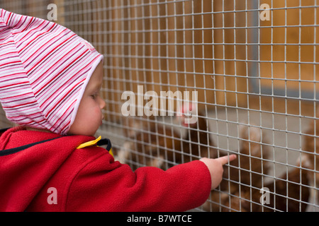 Babymädchen zeigte auf Hühner in Käfig am Hühnerfarm Keltern Deutschland September 2008 Stockfoto