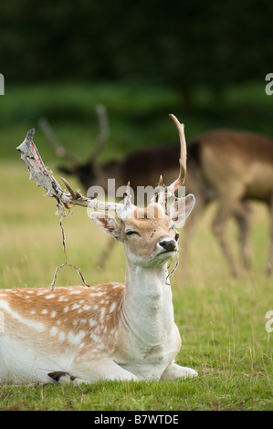 Damhirsch Hirsch Dama Dama vergießen den samt aus seinem Geweih Bradgate Park Leicestershire UK Stockfoto