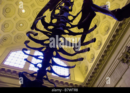 Dinosaurier-Skelett im MUSEUM Stockfoto