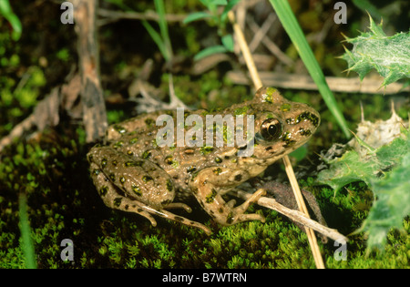 Petersilie-Grasfrosch (Pelodytes Punctatus) Stockfoto