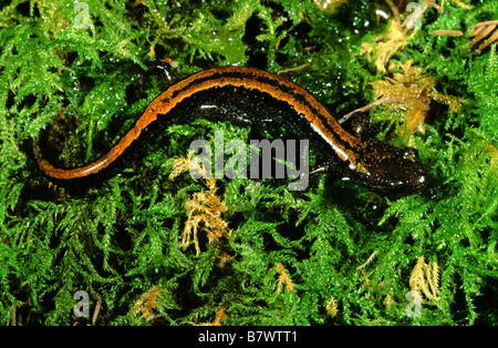 Gold-gestreiften Salamander (Chioglossa Lusitanica) Stockfoto