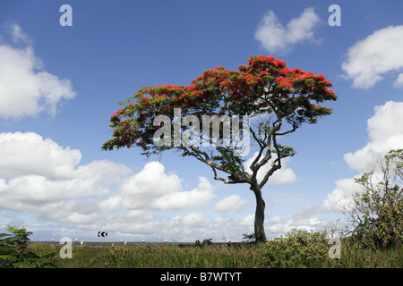 Royal Poinciana Baum in Blüte Stockfoto