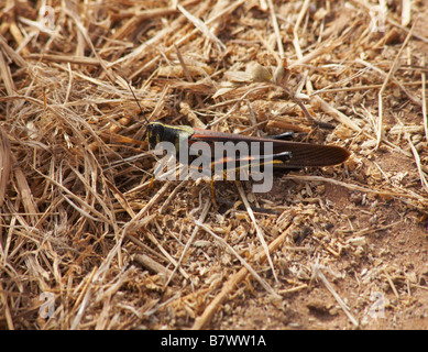 Große bemalte Heuschrecke, Schistocerca melanocera, ruht auf dem Boden im September im Dragon Hill, Insel Santa Cruz, Galápagos-Inseln im September Stockfoto