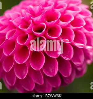 Close up Portrait of hell rosa Dahlie Mary Jomanda Stockfoto