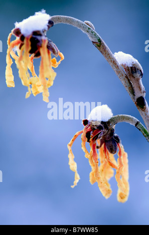 Schließen Sie oben von Schnee bedeckt Hamamelis x intermedia Aurora in Blüte Stockfoto