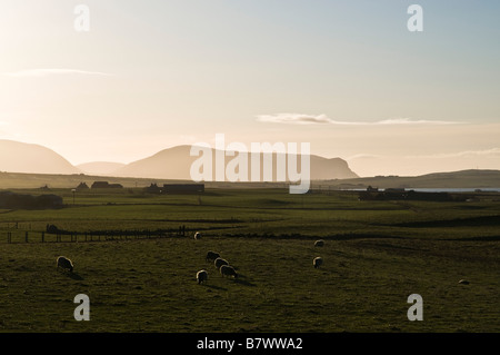 dh STENNESS ORKNEY Herde von Schafen grasen in Feld und hoy Hügel Ackerland Felder Tiere Stockfoto