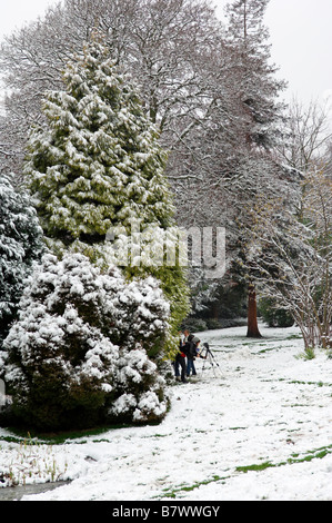 Malerische Bäume im Schnee Stockfoto