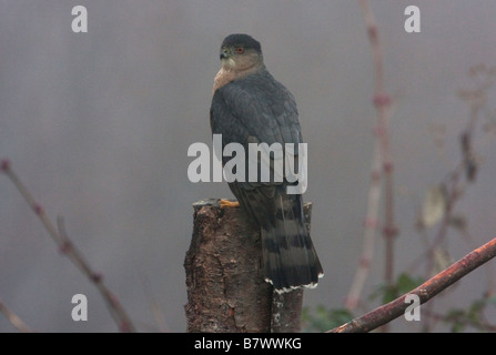 Cooper's Habicht Accipiter Cooperii thront auf Baumstumpf im Nebel in Nanaimo BC Vancouver Island BC Kanada im Januar Stockfoto