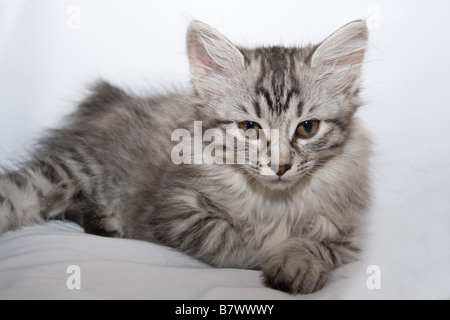 Kurilen Bobtail Kätzchen Stockfoto