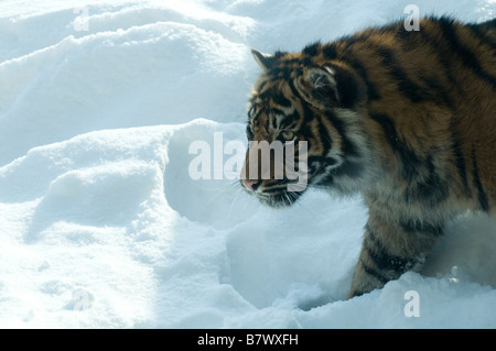 Schnee Drifter, Sumatra-Tiger im Tiefschnee Stockfoto