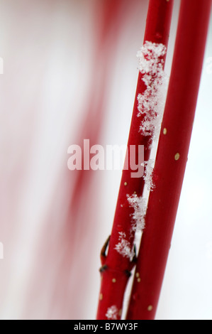 Nahaufnahme von Schnee sammeln auf die hellen roten Stiele von Cornus Alba Sibirica Stockfoto