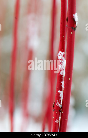 Nahaufnahme von Schnee sammeln auf die hellen roten Stiele von Cornus Alba Sibirica Stockfoto