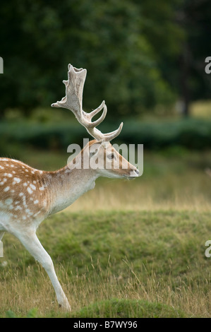 Damhirsch Hirsch Dama Dama Bradgate Park Leicestershire UK Stockfoto