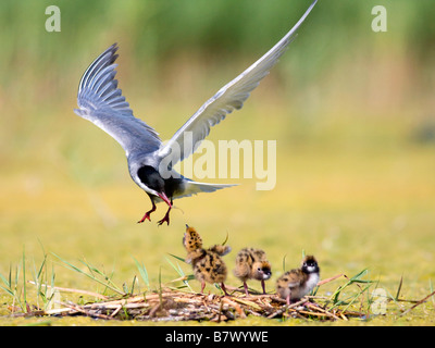 Weissbart Seeschwalbe (Chlidonias Hybrida), Erwachsene im Flug Fütterung Küken im Nest, Spanien, Valencia Stockfoto