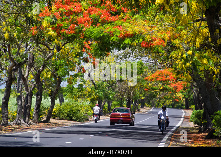 Baum-Allee mit extravaganten Royal Poinciana und Lamburnum Bäume mit gelben Blumen Mauritius Afrika Stockfoto