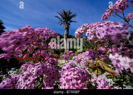 Garten der Abtei von Augustus Smith 1834 tresco Scilly-inseln cornwall England uk gegründet. Stockfoto