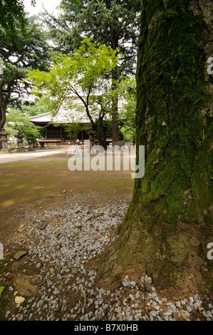 Haupthalle und Garten von Toeizan Kan'ei-Ji Endon'in (alias Kan'eiji oder Kaneiji Tempel). Ueno. Tokyo. Japan Stockfoto