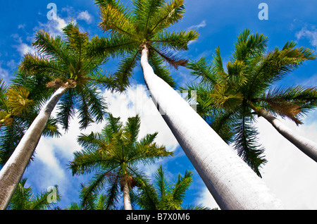 Palmen in Nicaragua Stockfoto