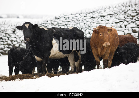 Rinder, gruppiert in Schnee bedeckt Feld, Yorkshire UK Stockfoto