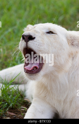 White Lion Cub bei Lion Park South Africa Stockfoto