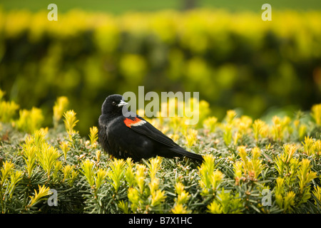 ILLINOIS-Chicago-Red winged Amsel Sit-on-Evergreen Lurie Garden im Millennium Park Stockfoto