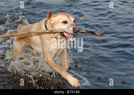 Ein Labrador Retriever Hund holen einen Stock aus dem Wasser nachlaufen. Stockfoto