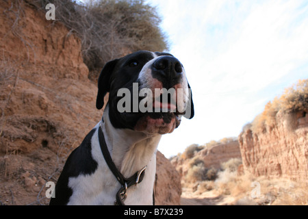 Nahaufnahme von Boxer-Pitbull Kreuz keuchend in der Hitze Stockfoto