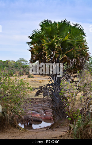 Flusspferd (Hippopotamus Amphibius) im Katavi-Nationalpark, Tansania, Afrika Stockfoto