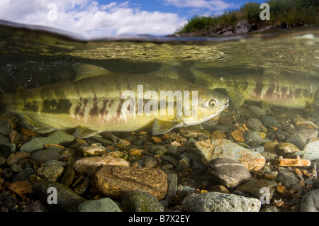 Chum Salmon Oncorhynchus Keta Alaska Juneau geteilte Ebenen oben und unten über unter Stockfoto