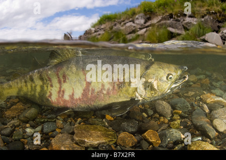 Chum Salmon Oncorhynchus Keta Alaska Juneau geteilte Ebenen oben und unten über unter Stockfoto