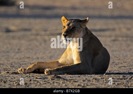 Eine Löwin (Panthera Leo) liegen im späten Nachmittag Licht, Kgalagadi Transfrontier Park, Südafrika Stockfoto