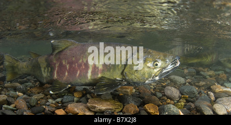 Chum Salmon Oncorhynchus Keta Alaska Juneau Stockfoto