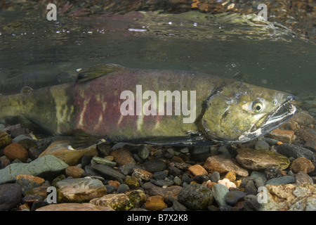 Chum Salmon Oncorhynchus Keta Alaska Juneau Stockfoto