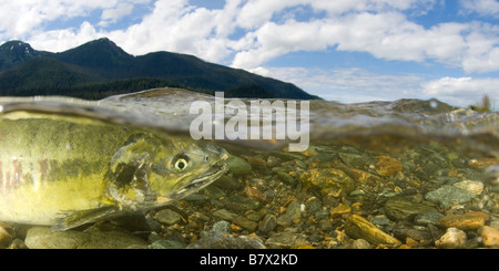 Chum Salmon Oncorhynchus Keta Alaska Juneau geteilte Ebenen oben und unten über unter Stockfoto