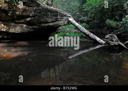 gefallenen toten Baumstamm reflektiert Reflexion V Form in einem noch Creek River Stream Cumberland Whitley County kentucky Stockfoto